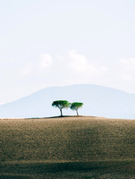 Leaning in | Tuscany