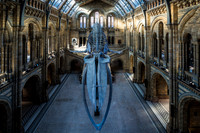 The Natural History Museum