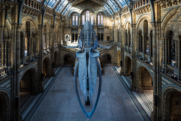 The Natural History Museum