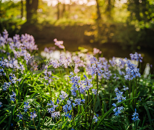 Bluebells, Shepperton