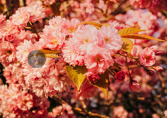 Surrey blossom