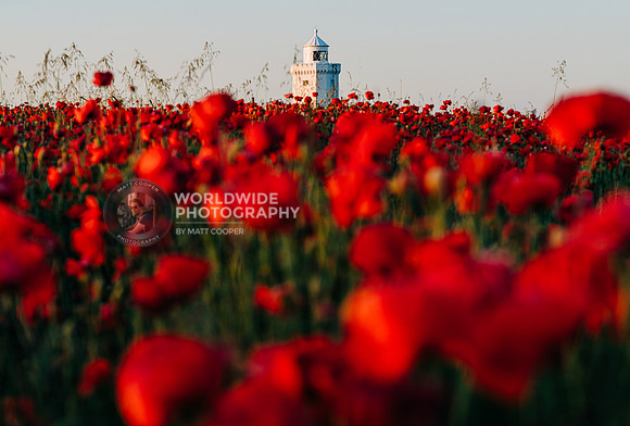 Poppies at St.Margaret's Lighthouse