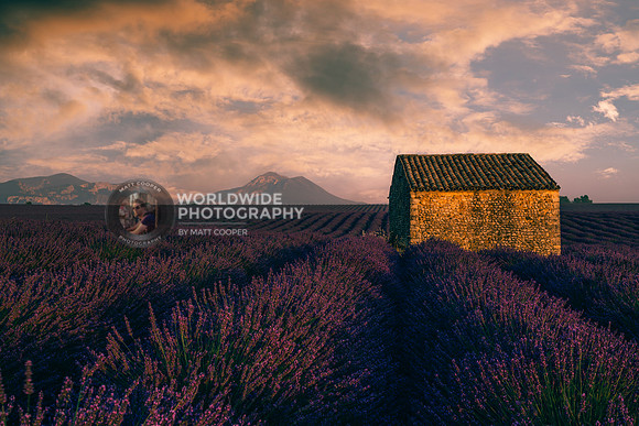 Lavender fields in Provence