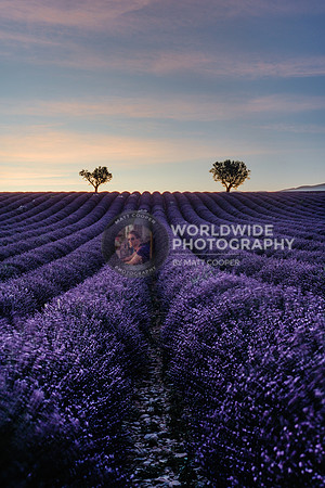 Lavender