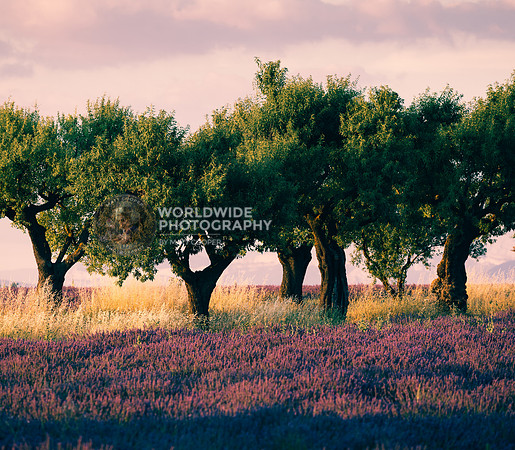 Olive trees in Provence