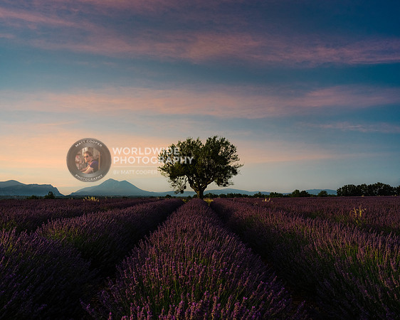 Provence Lavender