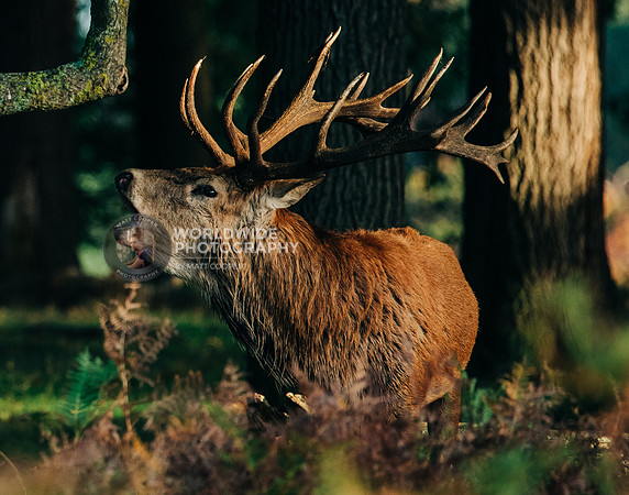 The call of the stag