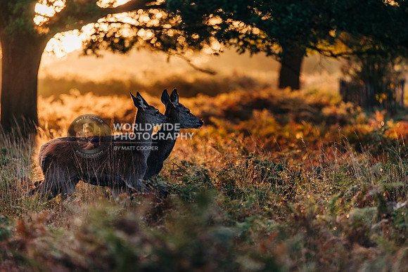 Two deer at sunrise