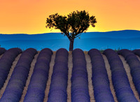 Provence Lavender