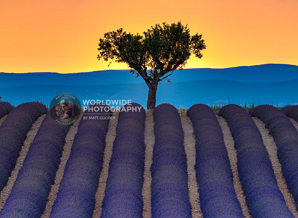 Provence Lavender