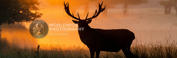 Richmond Park Stag