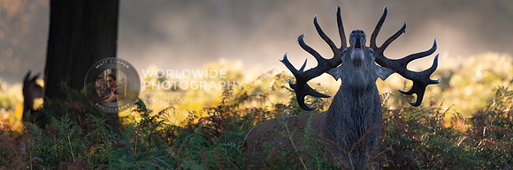 Stag at Richmond Park