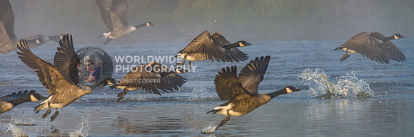 Geese at Sunrise in Richmond Park