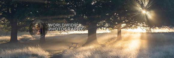Richmond Park at Sunrise