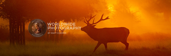 Richmond Park Stag III