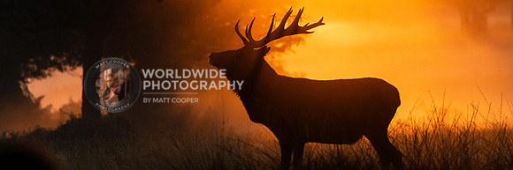 Richmond Park Stag II