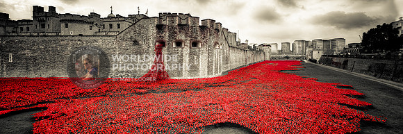 Poppies at The Tower of London