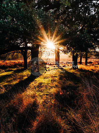 Richmond Park sunrise