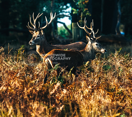 2 Stags in Richmond Park