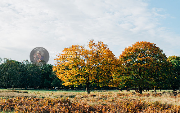 Two autumn trees - Richmond