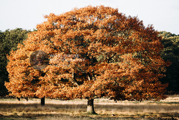 Richmond Park