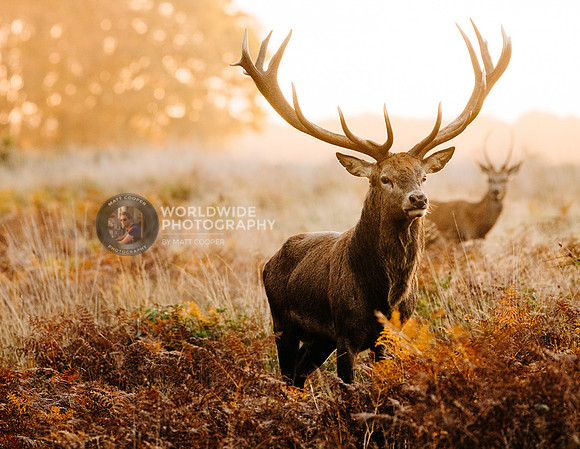 Sunrise stag