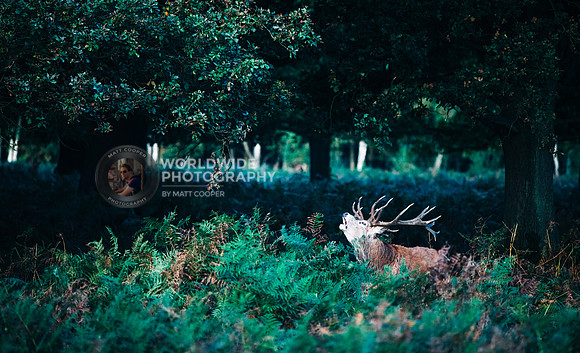 Stag in the early morning