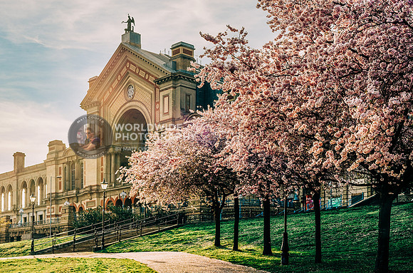 Spring blossom at Alexandra Palace