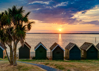 Gurnard