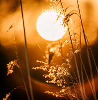 Sundowner