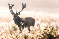 Richmond Park