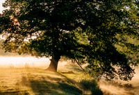 Tree at sunrise