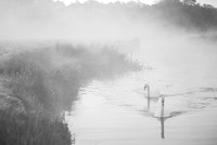 Swans in B&W