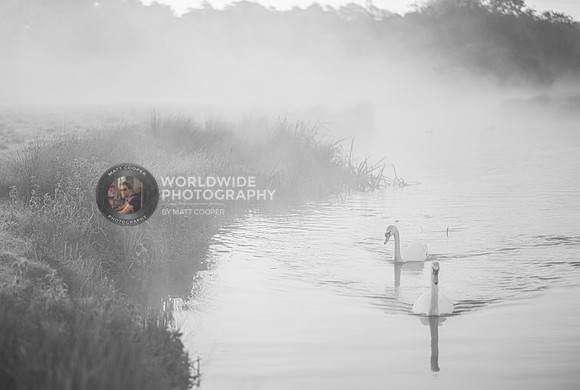 Swans in B&W