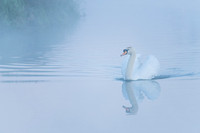 Mist & swan
