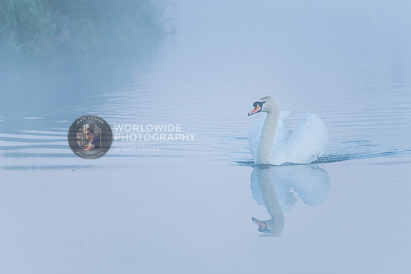 Mist & swan